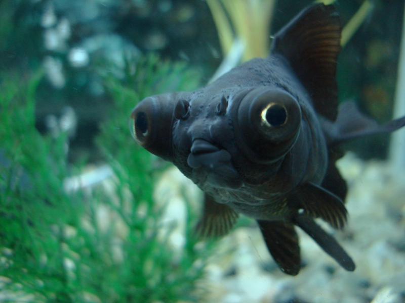 black moor goldfish aquarium