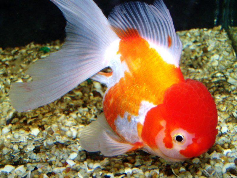 oranda goldfish tank size