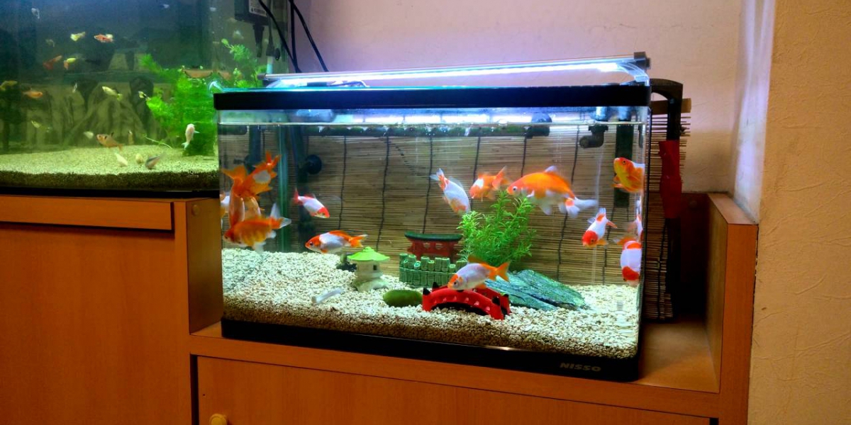 small goldfish tank ideas